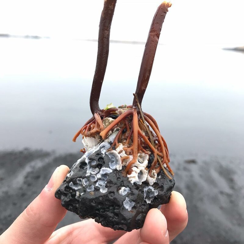Камень найденный на одном из исландских пляжей