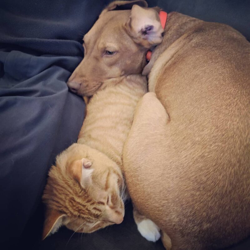 Кот Кельвин и собака Джоуль любят спать вместе, свернувшись калачиком, когда хозяева не видят