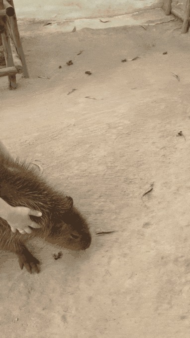 Усмирение капибары