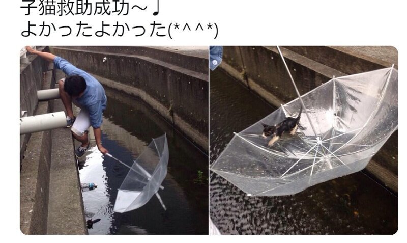  Парень спас утопающего котенка с помощью зонта 