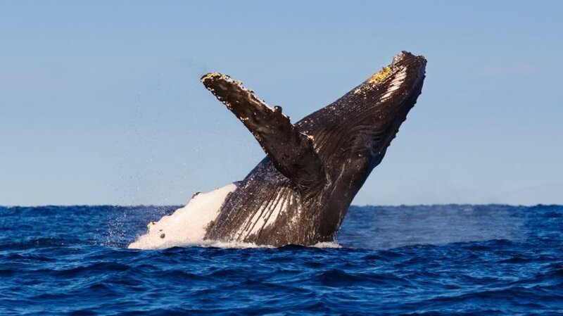 Почему горбатые киты приплывают в Доминикану и что общего у людей и китов?