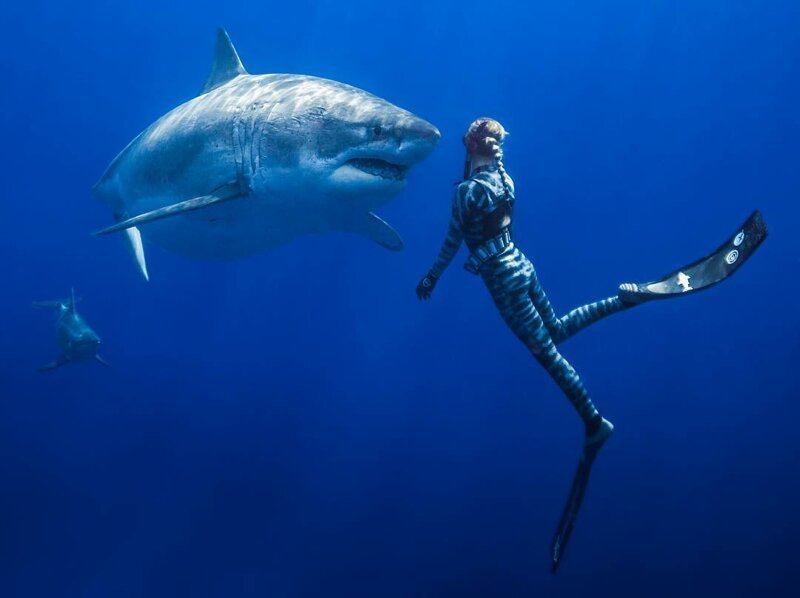 Фантастические кадры, на которых девушка гладит самую огромную в мире 2,5-тонную белую акулу