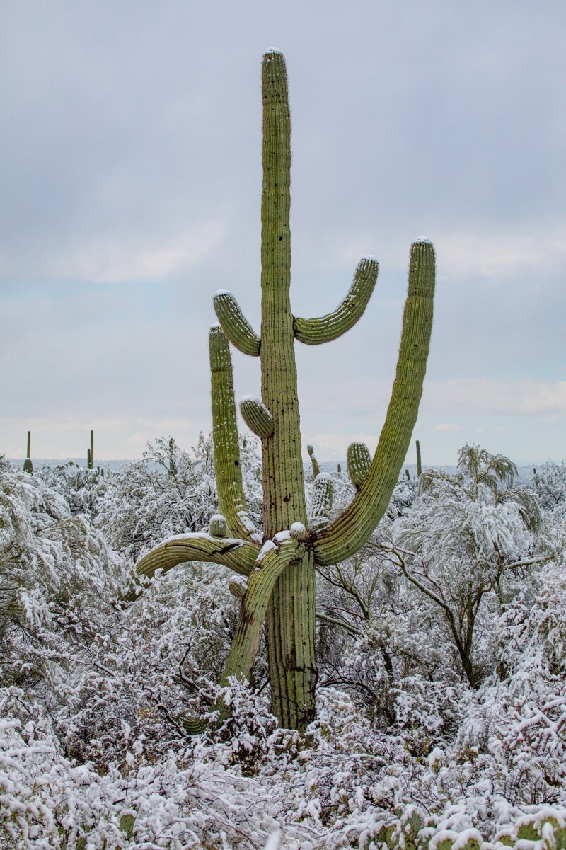 Кактусы в сугробах: в пустыне Аризоны выпал снег