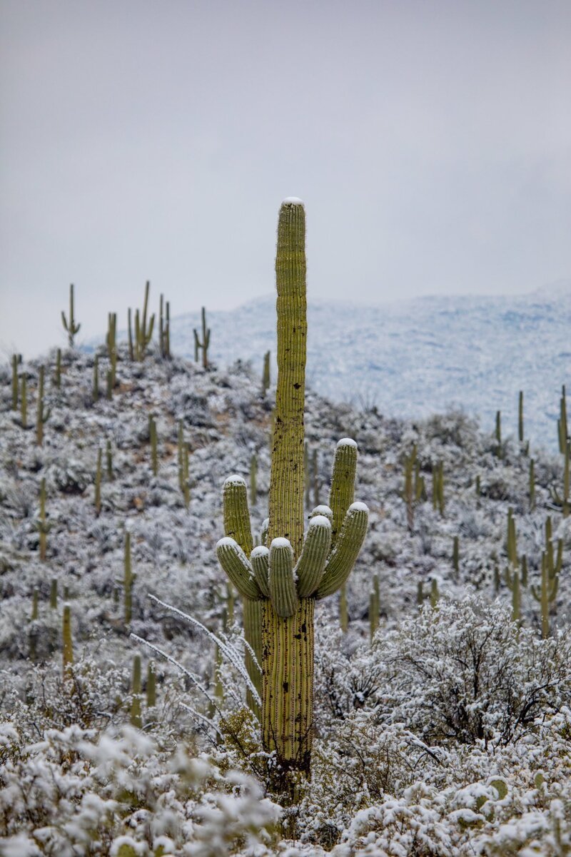 Кактусы в сугробах: в пустыне Аризоны выпал снег