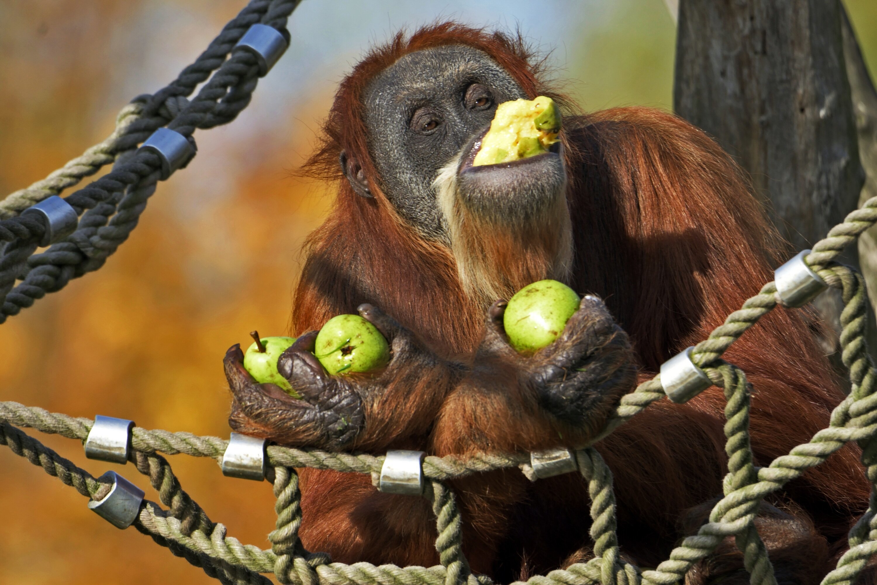 Фото смешной обезьянки. Приматы орангутанг. Обезьяна орангутан. Смешные обезьяны. Забавные животные.