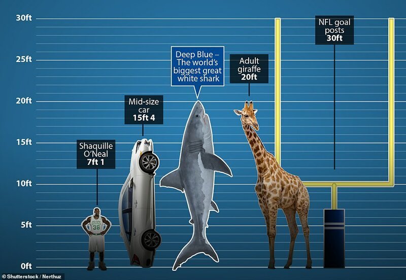 Размеры для сравнения - Шакил О'Нил, автомобиль, Deep Blue, самый высокий жираф и ворота в американском футболе.