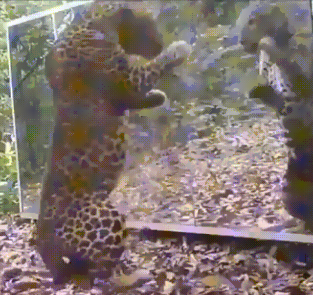 Гифки дня Гифки дня