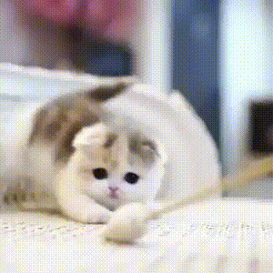 Гифки дня Гифки дня