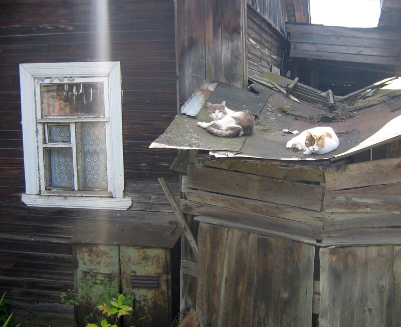 Будем надеется, что крыша прогнулась не от котов