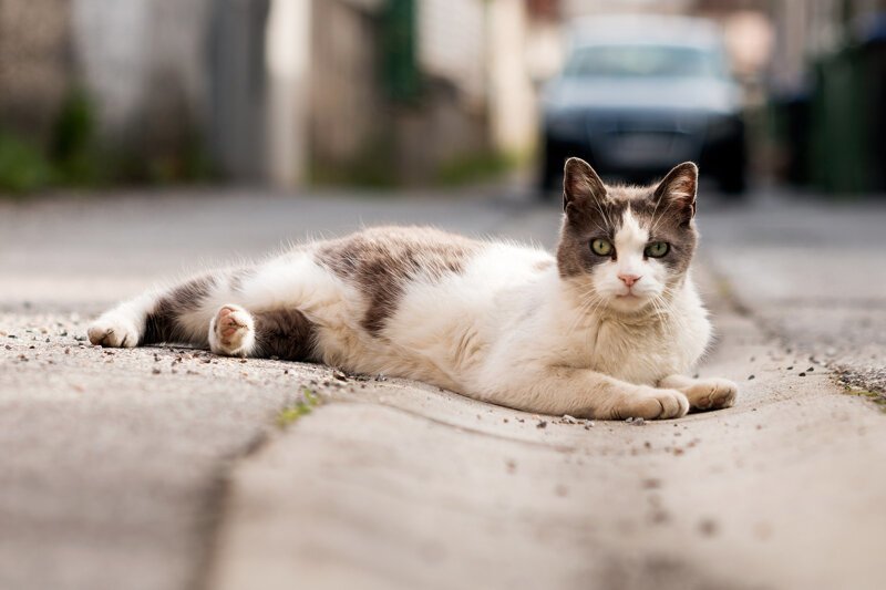 Hello street cat петиция. Уличный кот. Уличные котики. Кошки улица жарко. Город котов.