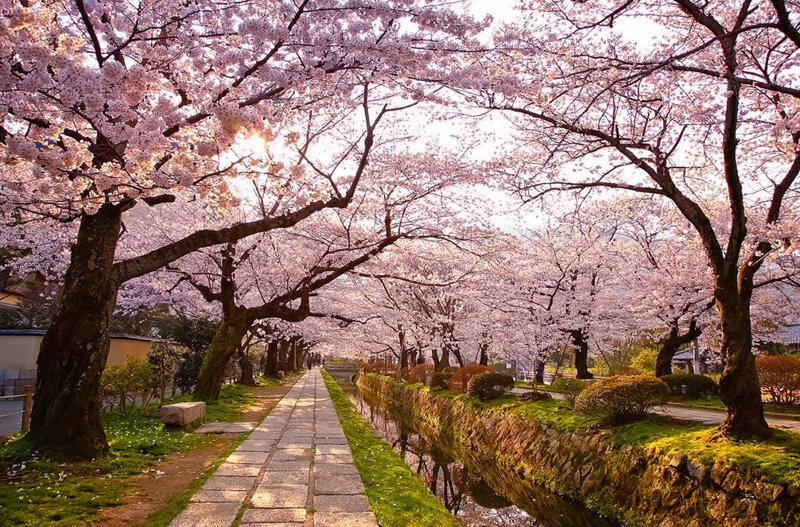 В Японии названы даты цветения сакуры