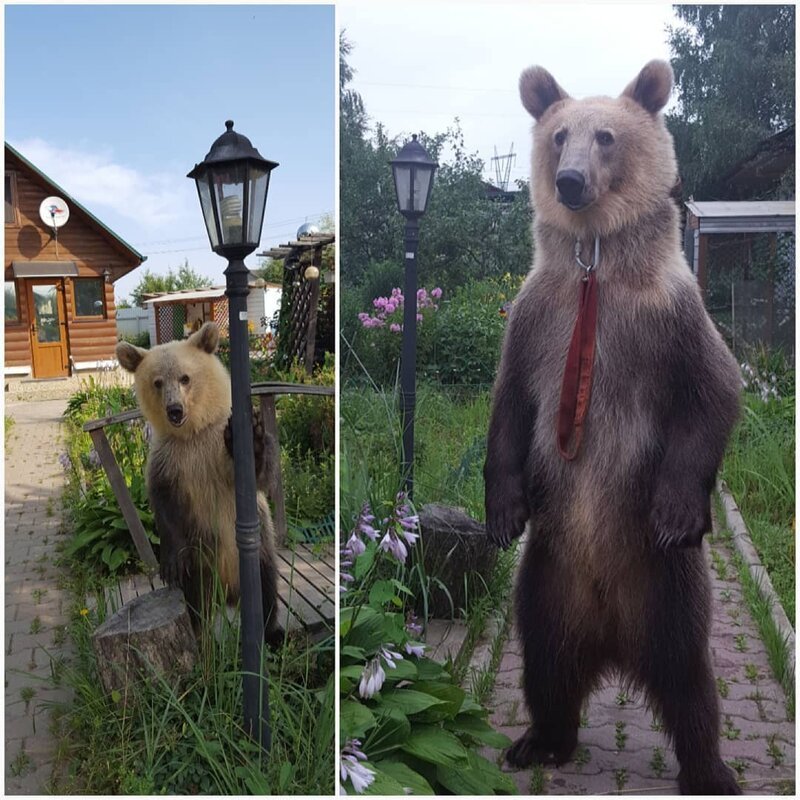 В одной из российских семей живёт огромный одомашненный медведь — и он, походу, неплохо устроился