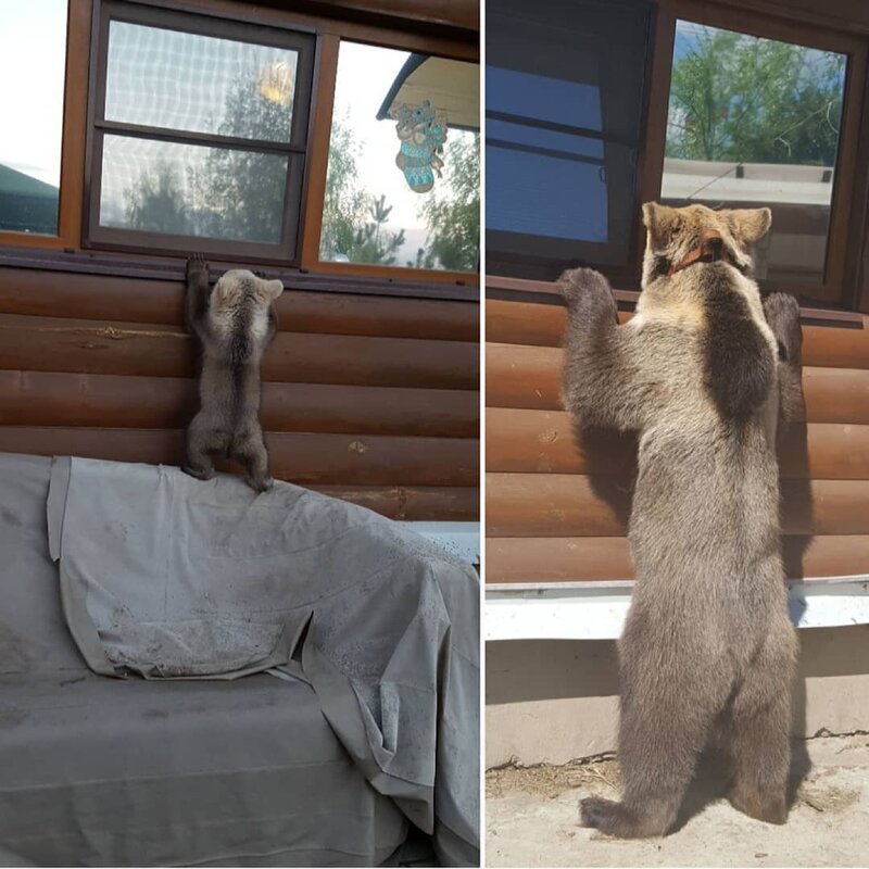 В одной из российских семей живёт огромный одомашненный медведь — и он, походу, неплохо устроился