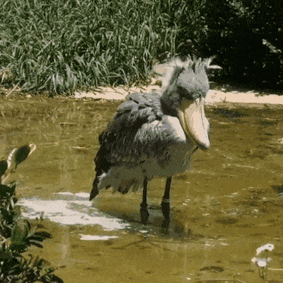 Долго готовилась окунуться