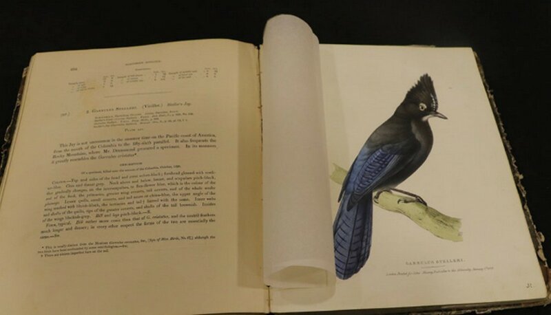 Например, вот эта одна из четырех книг о птицах Америки 1830 года оценивается в 150 тысяч долларов  