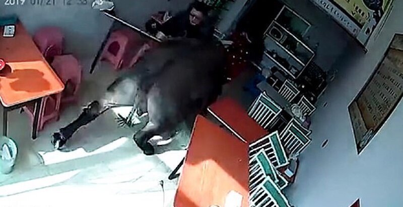 В Китае буйвол на всех парах ворвался в ресторан