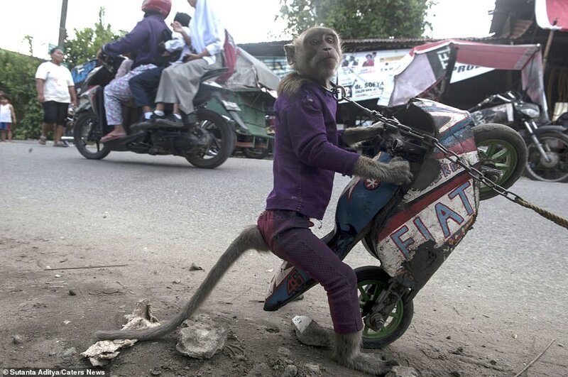 На потеху публике: как обращаются с уличными обезьянками в Индонезии