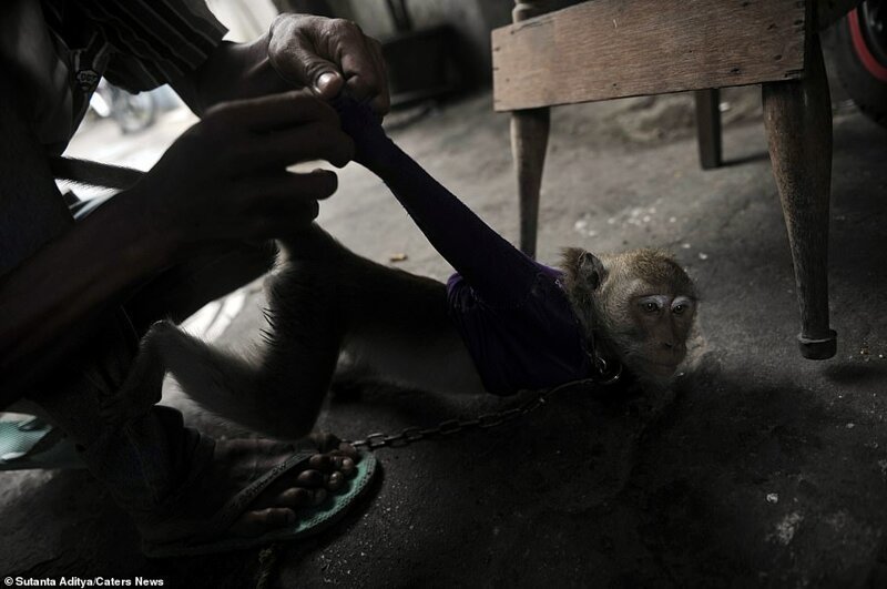 На потеху публике: как обращаются с уличными обезьянками в Индонезии