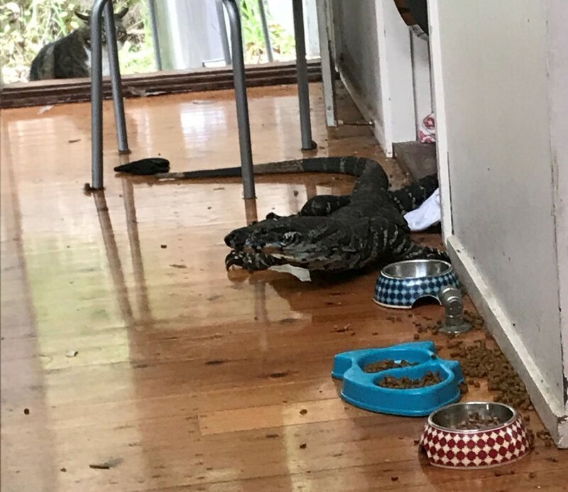 А тем временем в Австралии: Здоровенный варан пробрался в дом за кошачьим кормом