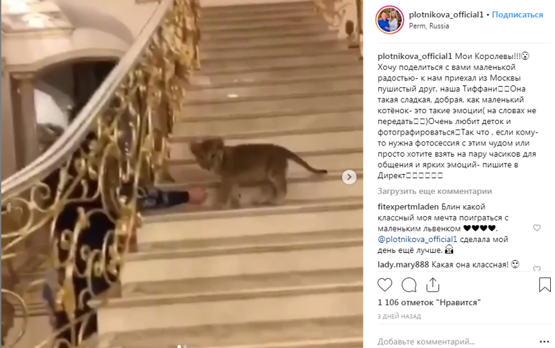Супруга пермского депутата завела львенка и сдает его в аренду