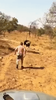 Человек и страус