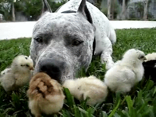 Гифки на любой вкус Гифки на любой вкус