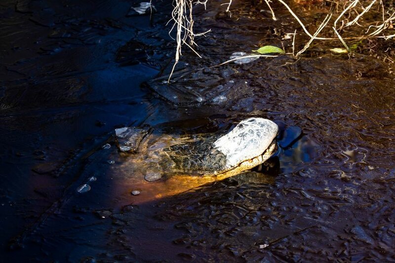 В Северной Каролине из-за морозов аллигаторы вмёрзли в лёд