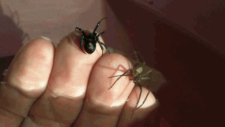 Гифки с насекомыми