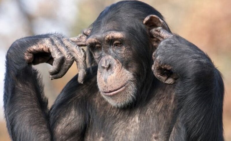 В Швейцарии у шимпанзе скоро могут появиться человеческие права