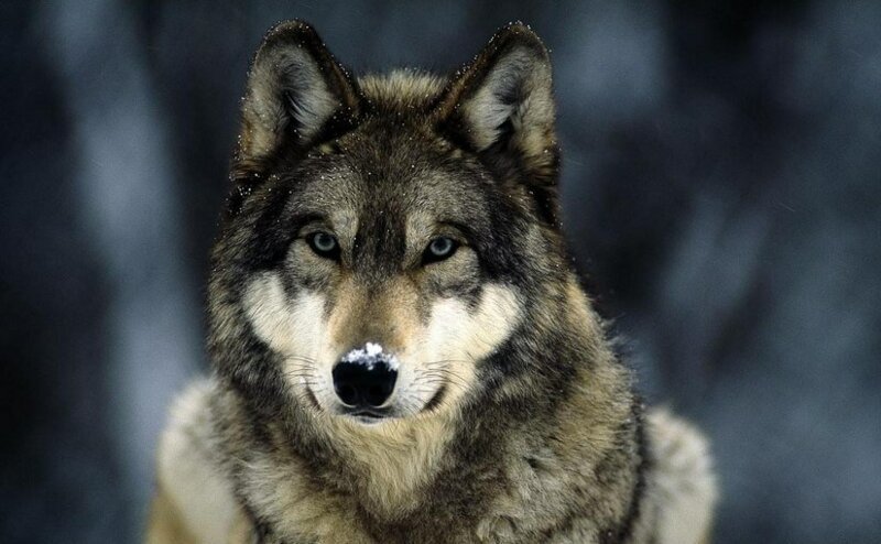 В дикой природе не существует понятия «Альфа-волк», и стая волков — не что иное, как два родителя вместе со своими детенышами