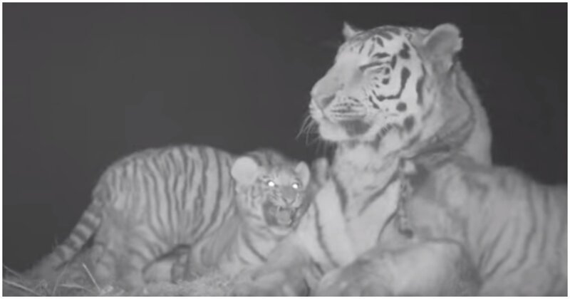 Фотоловушка приморского национального парка  сняла, как маленькие тигрята радуются жизни