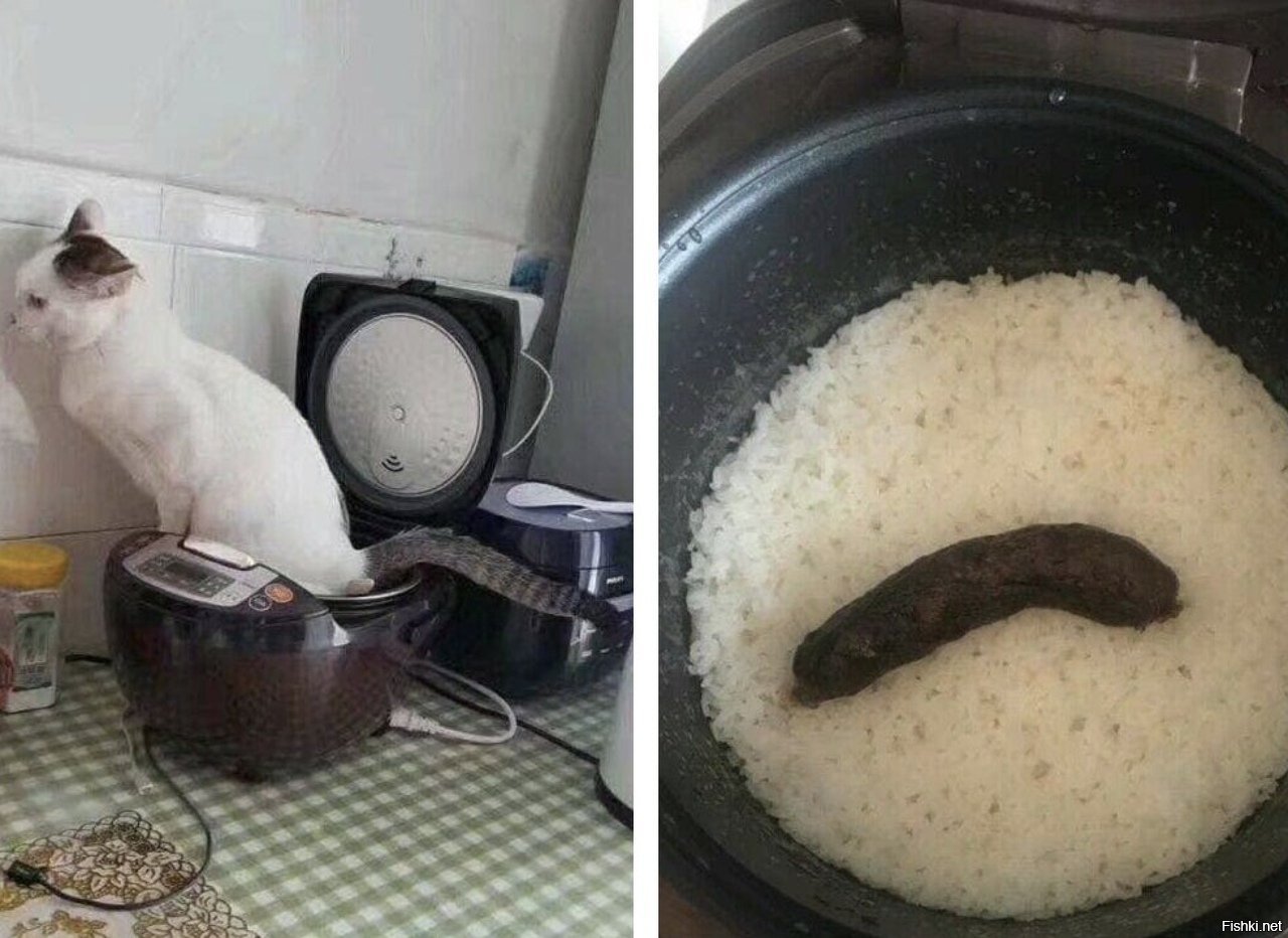 Кот насрал в мультиварку с рисом