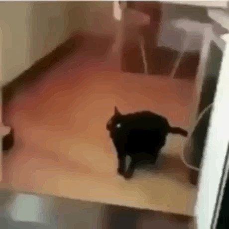 Не зря люди опасаются чёрных кошек