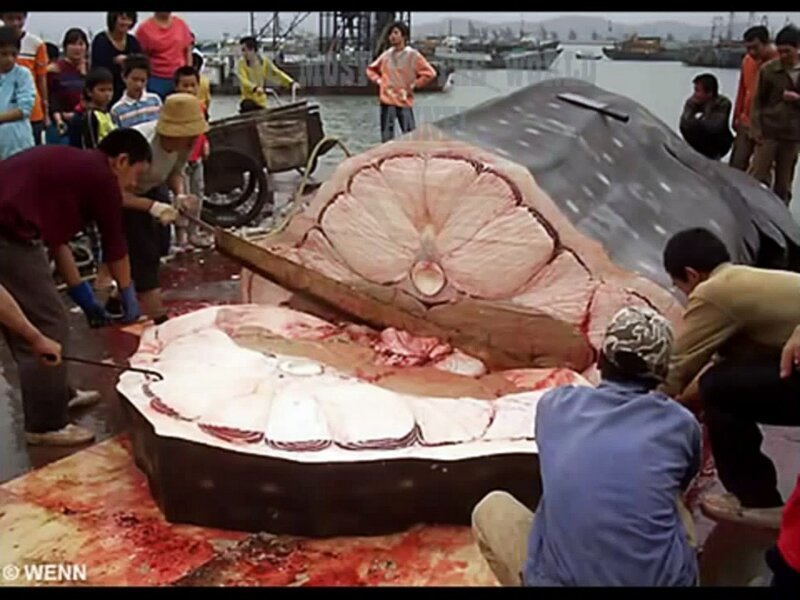Китовая акула в разрезе