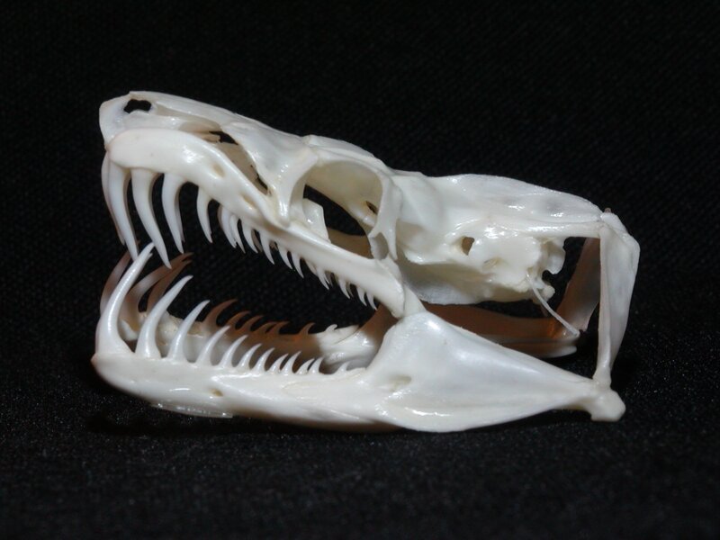 Собакоголовый удав - обладатель самых длинных зубов среди неядовитых змей