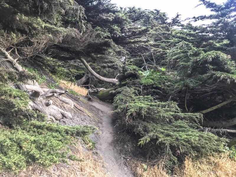 "Конец земли" - лес в сердце Сан-Франциско