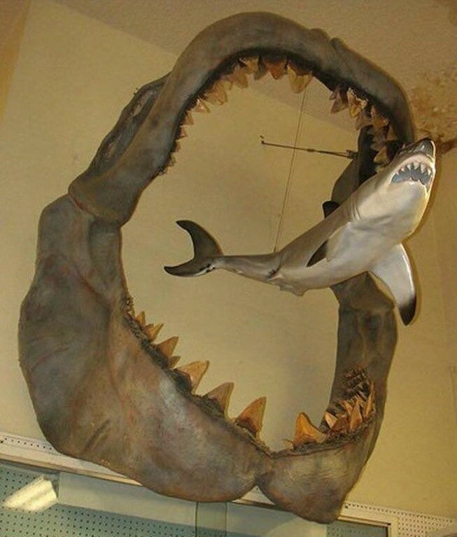 9. Челюсти гигантской вымершей акулы мегалодона и её родственник — белая акула