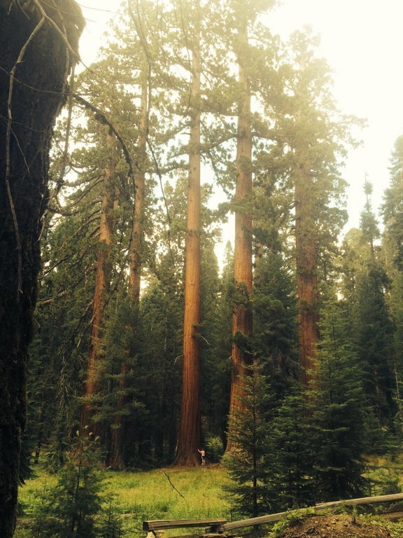2. Гигантские секвойи в Йосемитском национальном парке