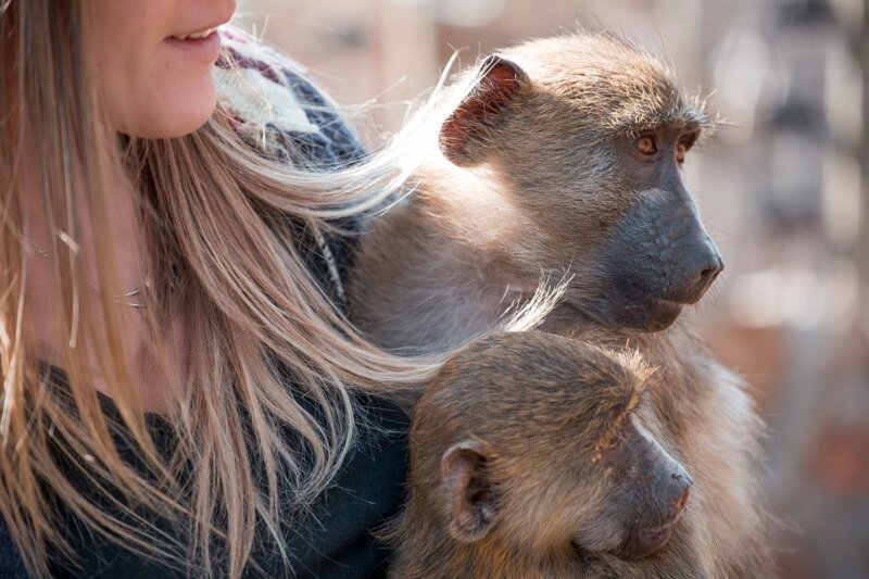 Большая мама: девушка-красавица воспитывает десятки осиротевших обезьянок