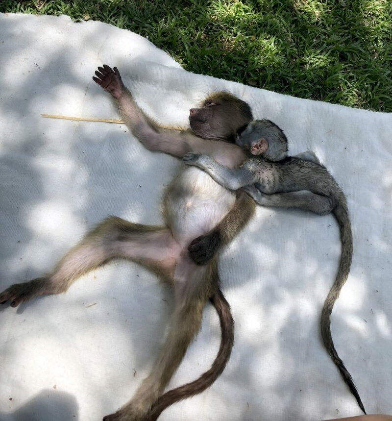 Большая мама: девушка-красавица воспитывает десятки осиротевших обезьянок
