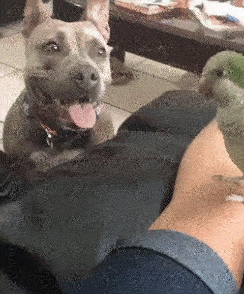 Просто этот попугай не знает, что перед ним собака одной из самых опасных пород)
