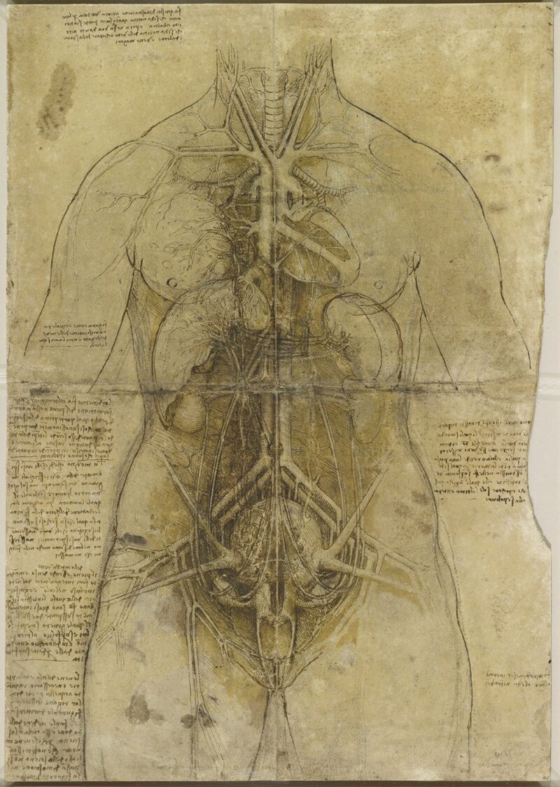 Сердечно-сосудистая система и главные органы женщины: рисунок полностью