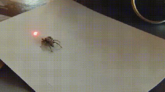 Гифки с пауками