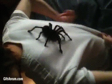 Гифки с пауками