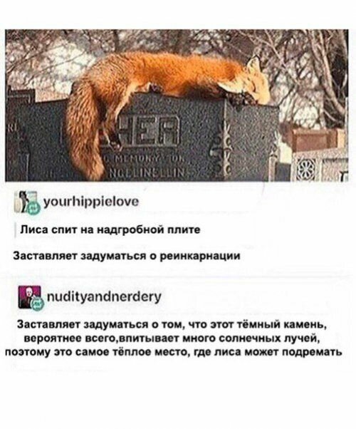Прикольные комментарии из соцсетей