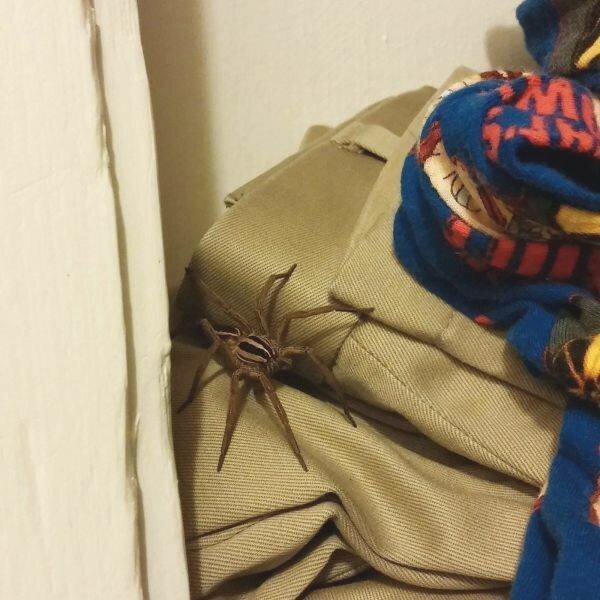 Пестрый мир пауков