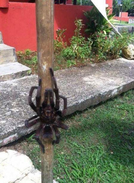 Пестрый мир пауков