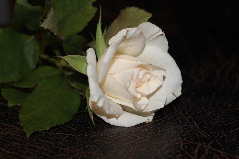 Роза была белой.