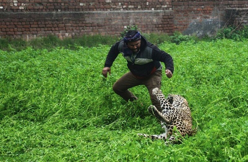 Леопард шесть часов держал в страхе жителей индийского города