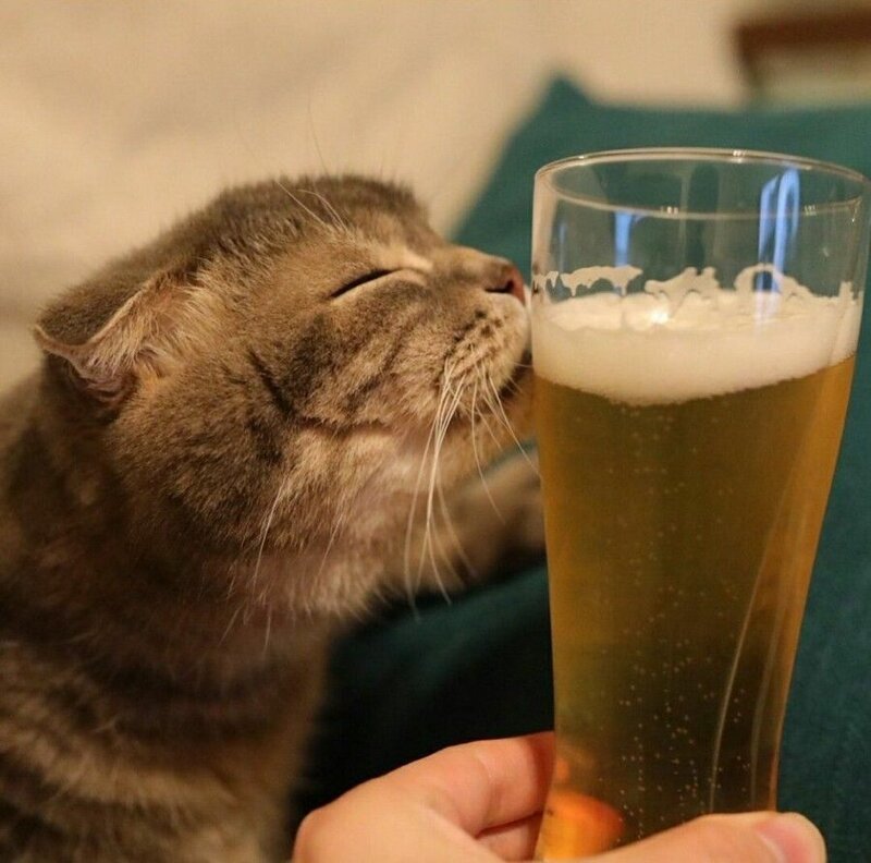 Пьющие коты